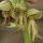 02 Fleurs de Orchis anthro